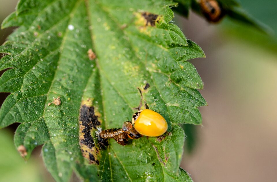 Point wireless ladybug insect animal