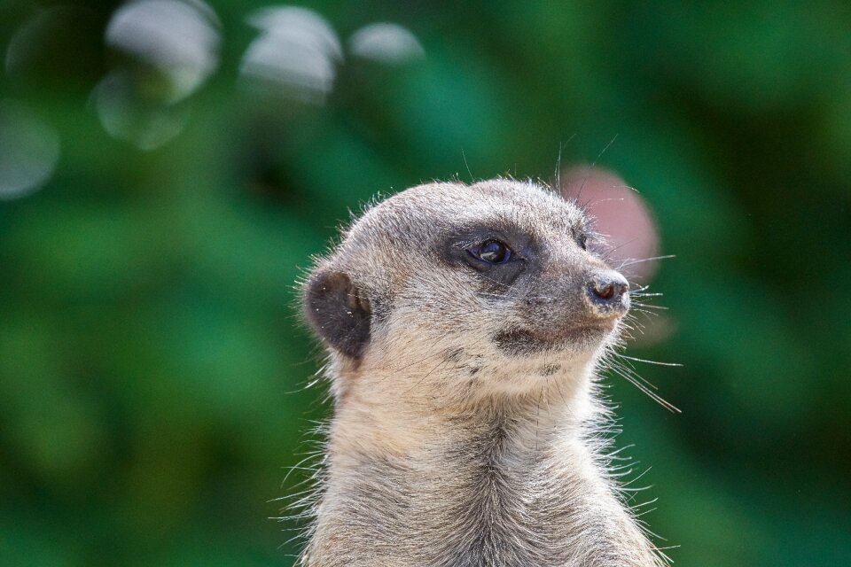 Watch ausschau zoo