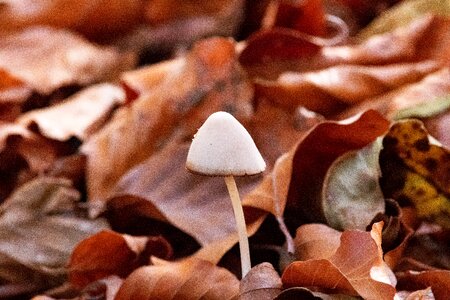 Leaves forest mushroom white