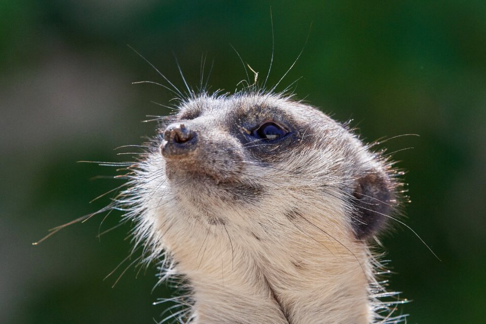 Watch ausschau zoo