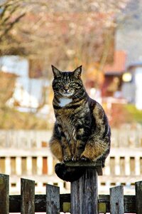 Cat face cat's eyes pet photo