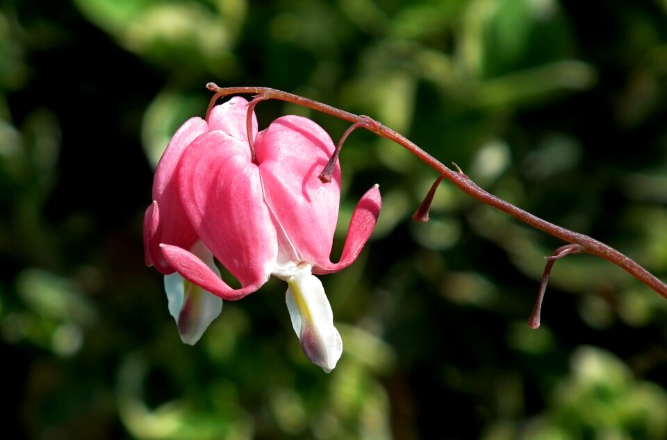 Nature garden spring