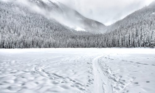 Cold forest freeze