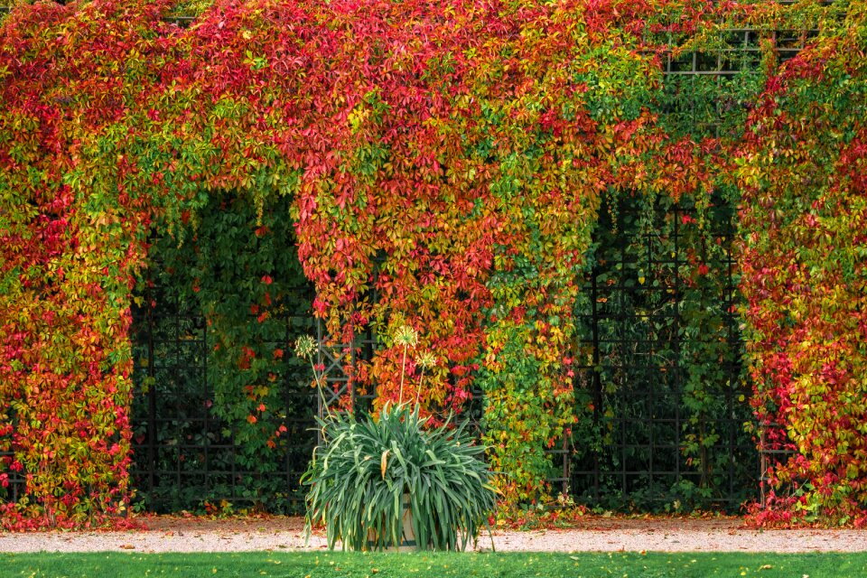 Autumn colours garden leaves