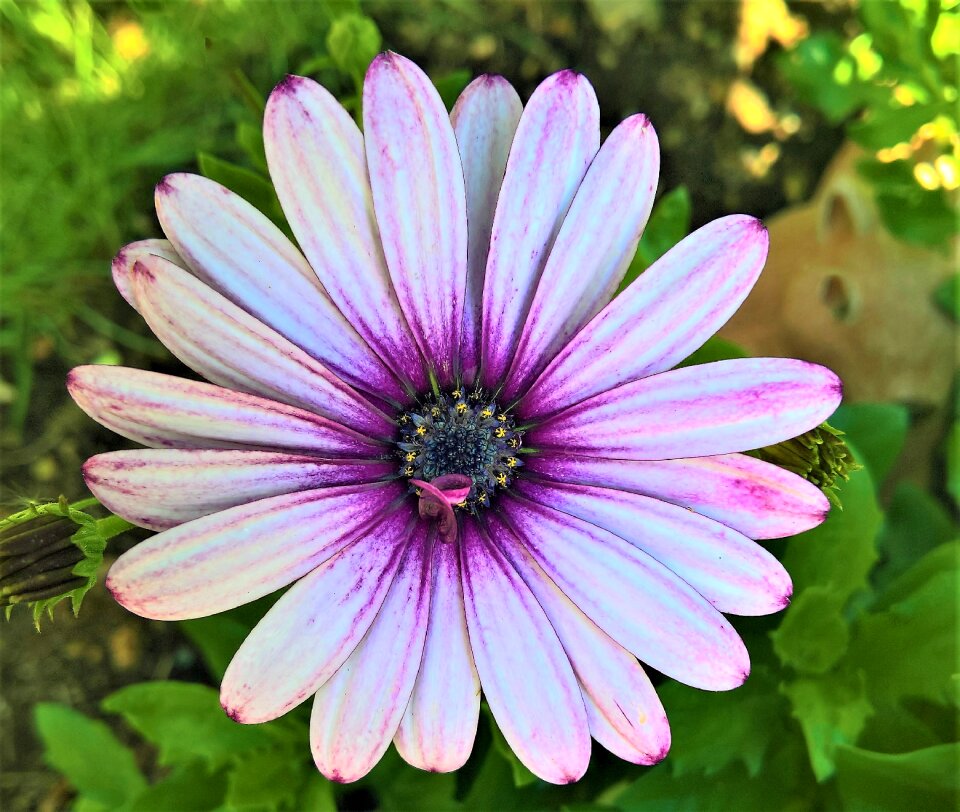 Ornamental plant garden single bloom