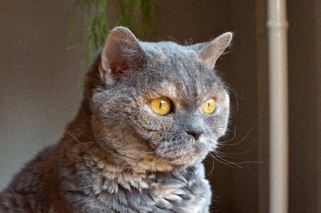 British shorthair selkirk rex close up