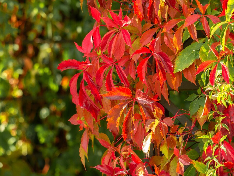 Color shining colorful