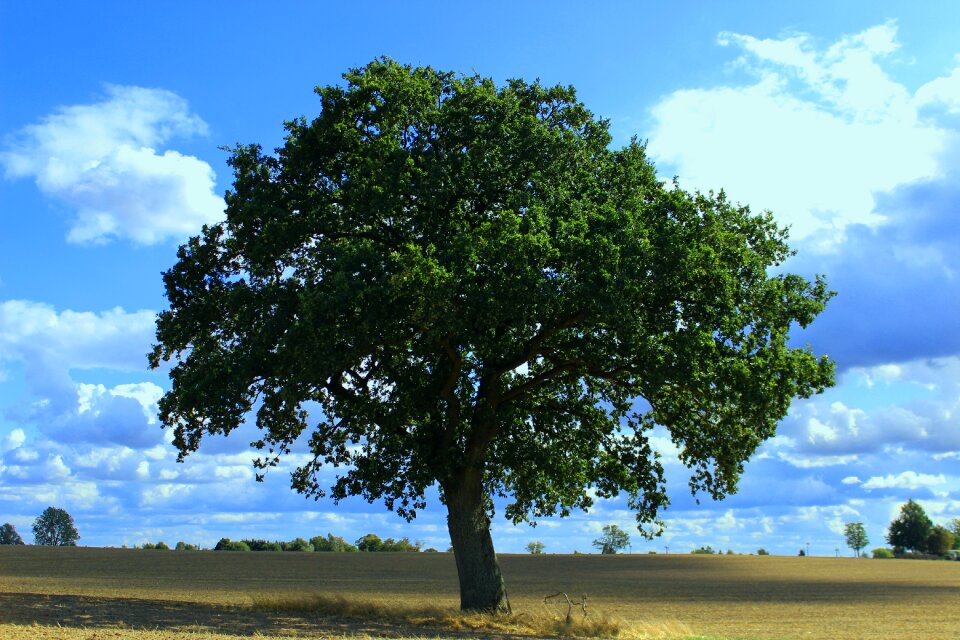 Landscape lonely single tree