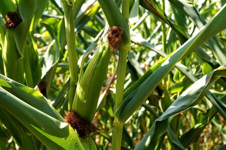Field summer corn