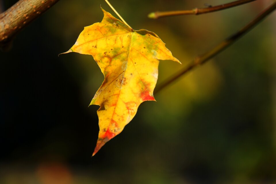 Lonely nature leaves