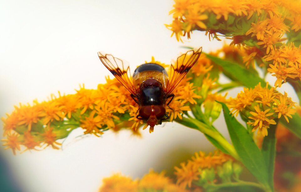 Flower apiformes animals