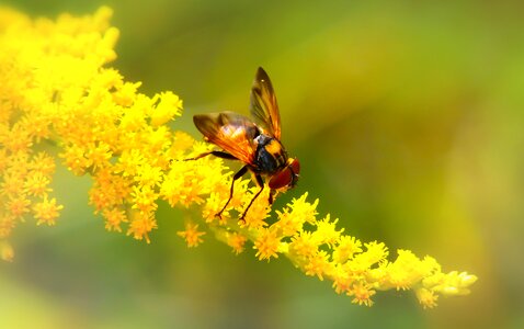 Flower apiformes animals photo