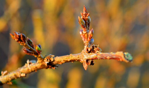 Bud plant close up