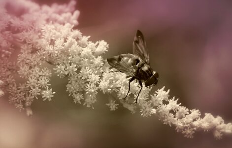 Flower apiformes animals