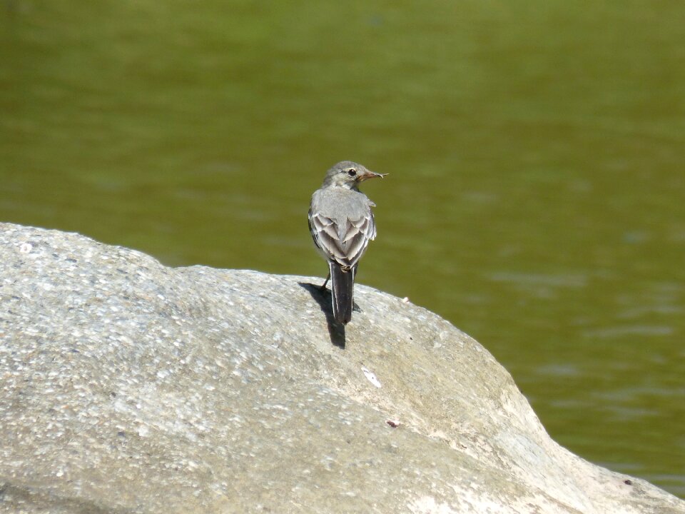 Motacilla alba cuereta white pastorella