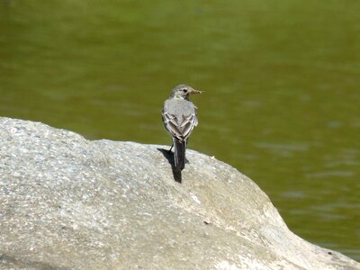 Motacilla alba cuereta white pastorella