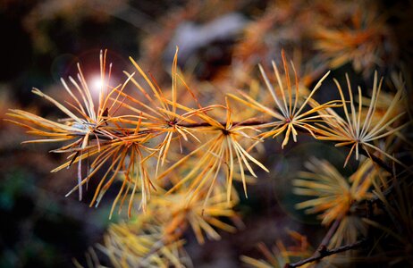 Nature bush branch