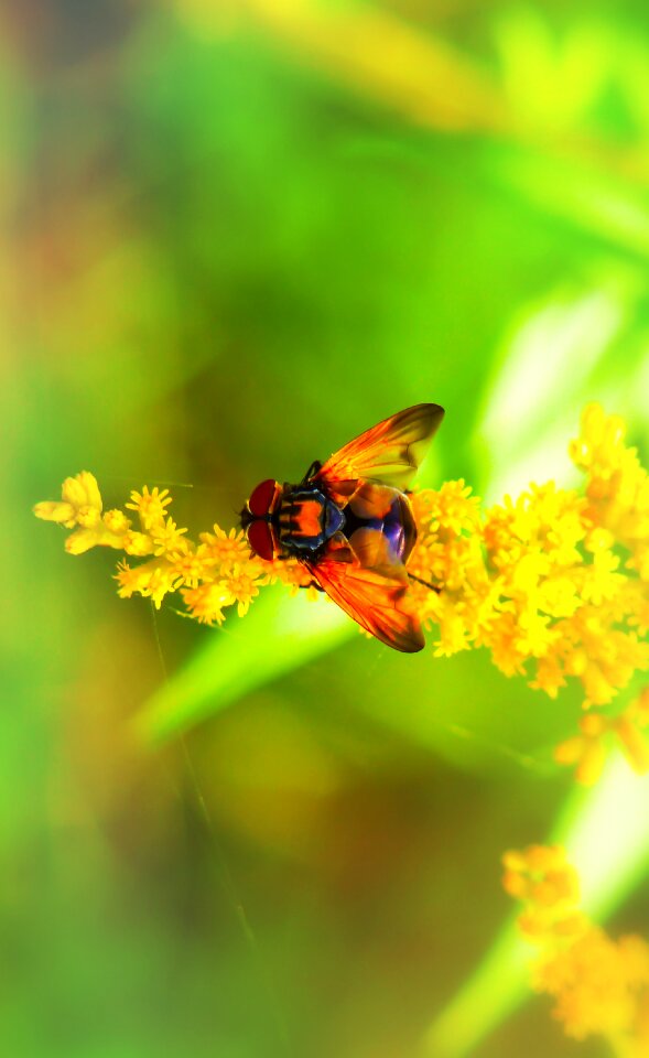 Flower apiformes animals