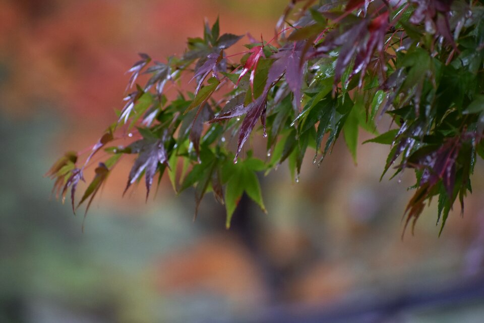 Seasonal autumn travel