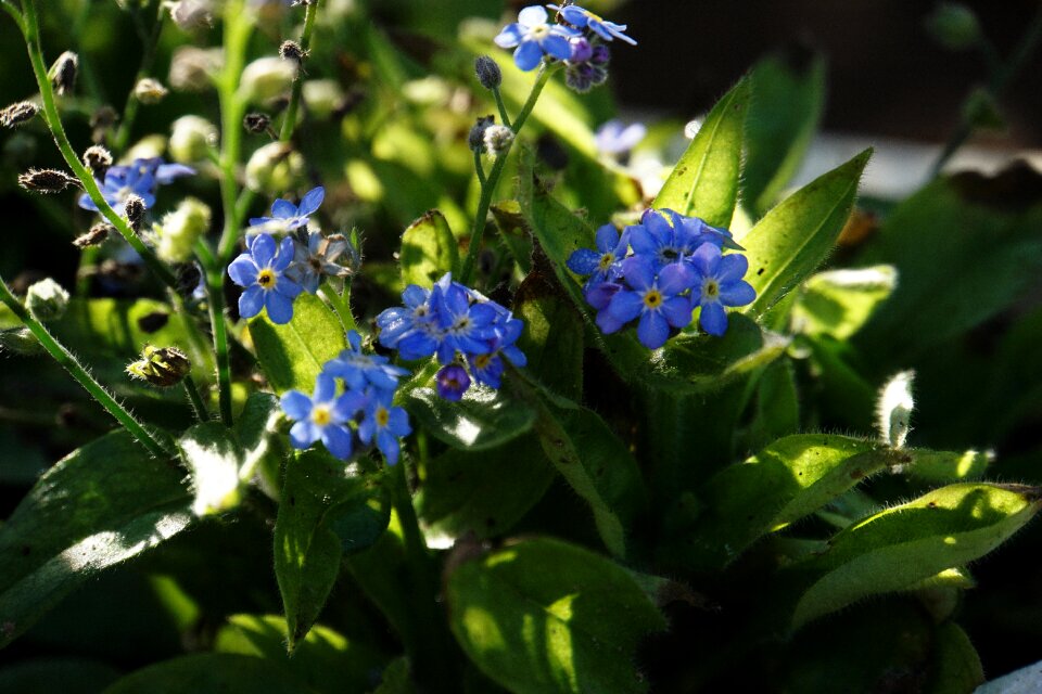 Close up plant in the garden