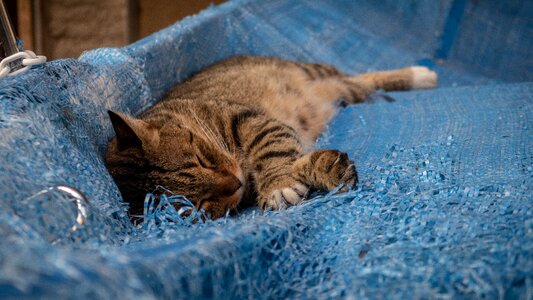 Animals kitten dream