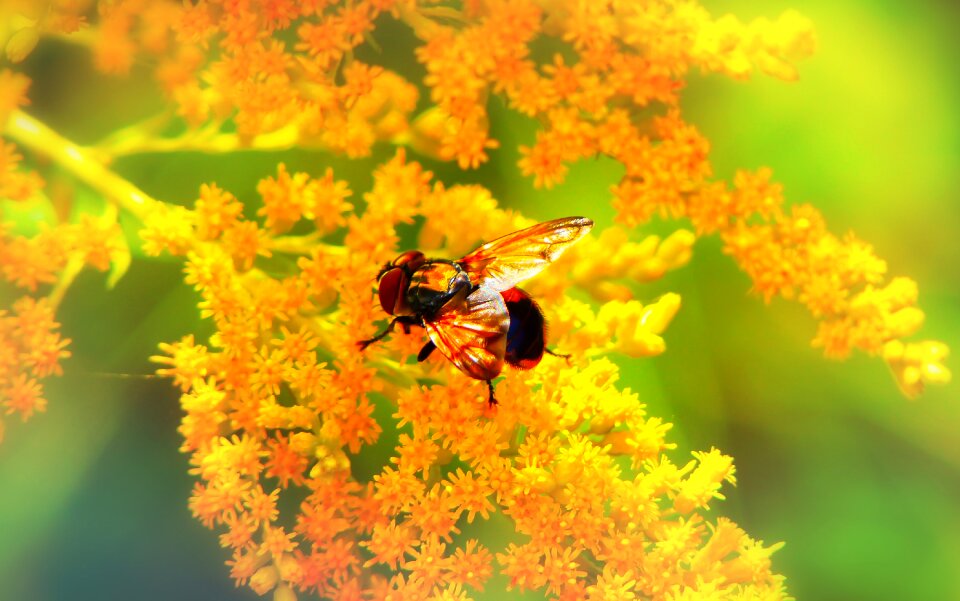 Flower apiformes animals