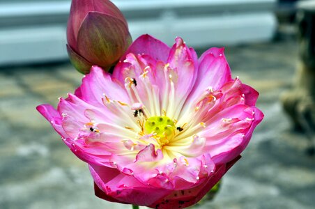 Summer beautiful lotus photo