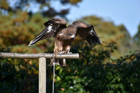 Video feathers wings photo