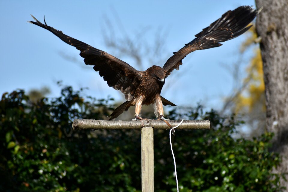 Video feathers wings