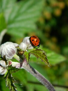 Bug insect ladybird photo