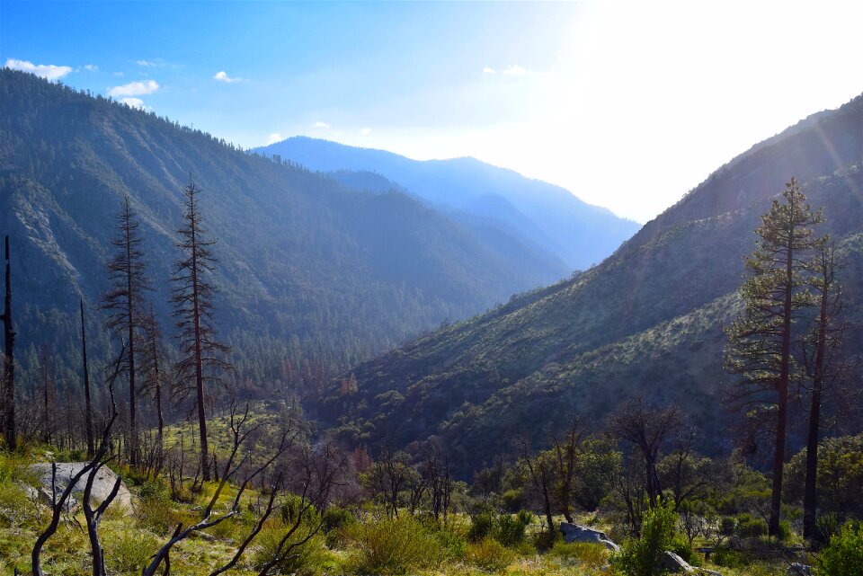 Wood landscape forest photo