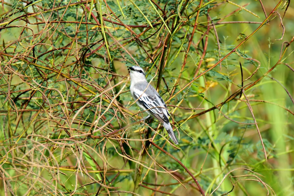 Nature natural animal
