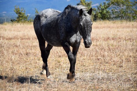 Animal horse nature photo