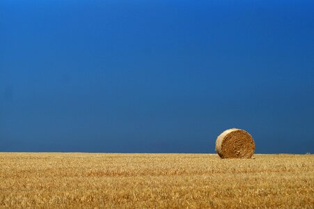 Harvest hay field