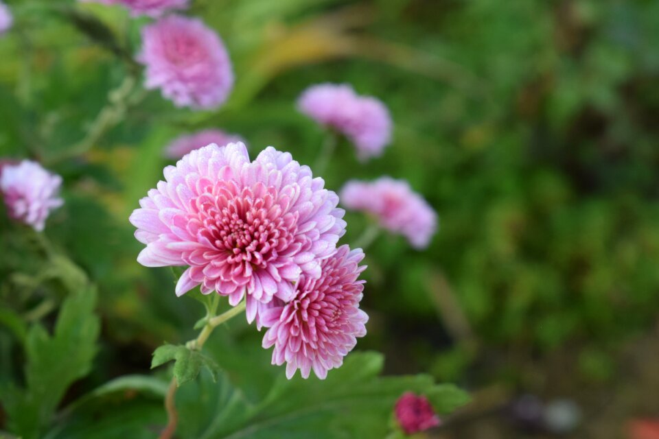 Floral garden plant photo