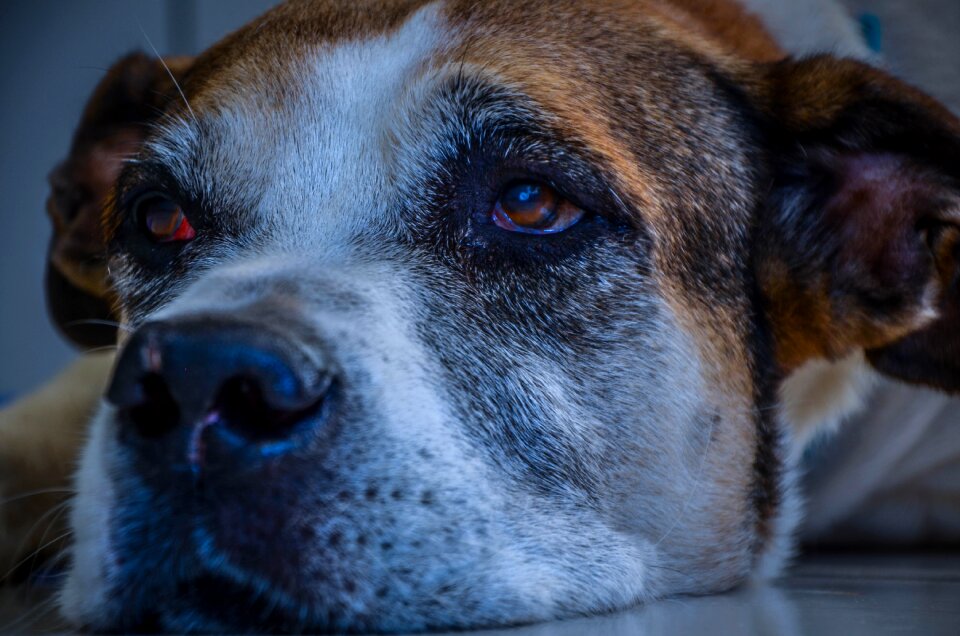 Portrait animals friendly