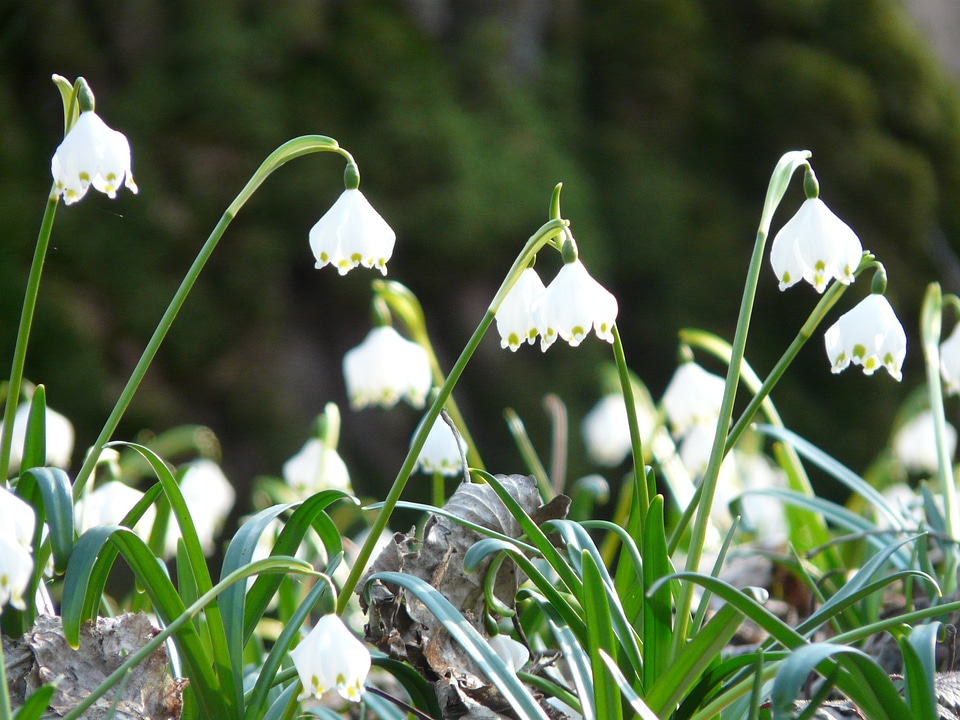 Snowflake spring spring flower photo