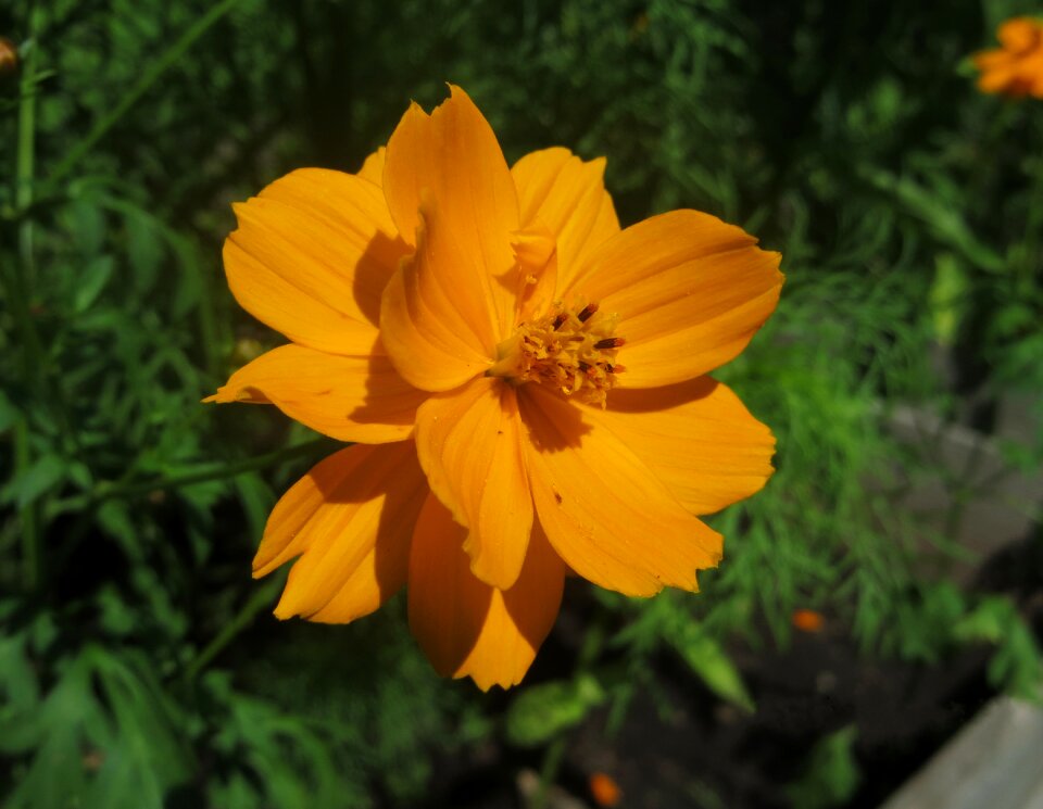 Nature yellow red