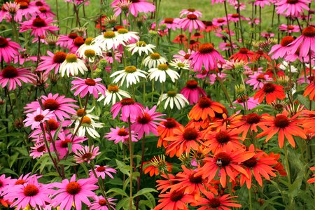 Colorful summer plants photo