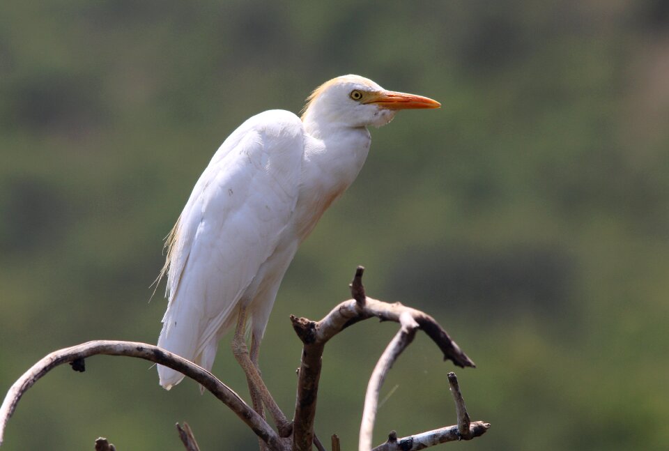 Plumage animal world bill