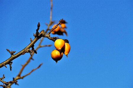 Berries orange autumn photo