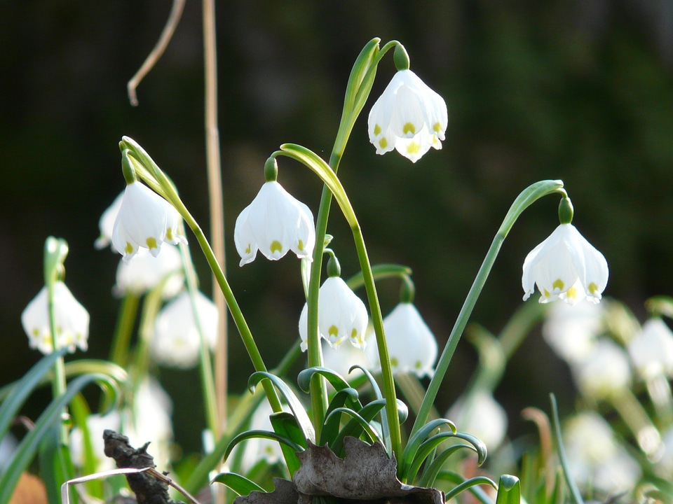 Snowflake spring spring flower
