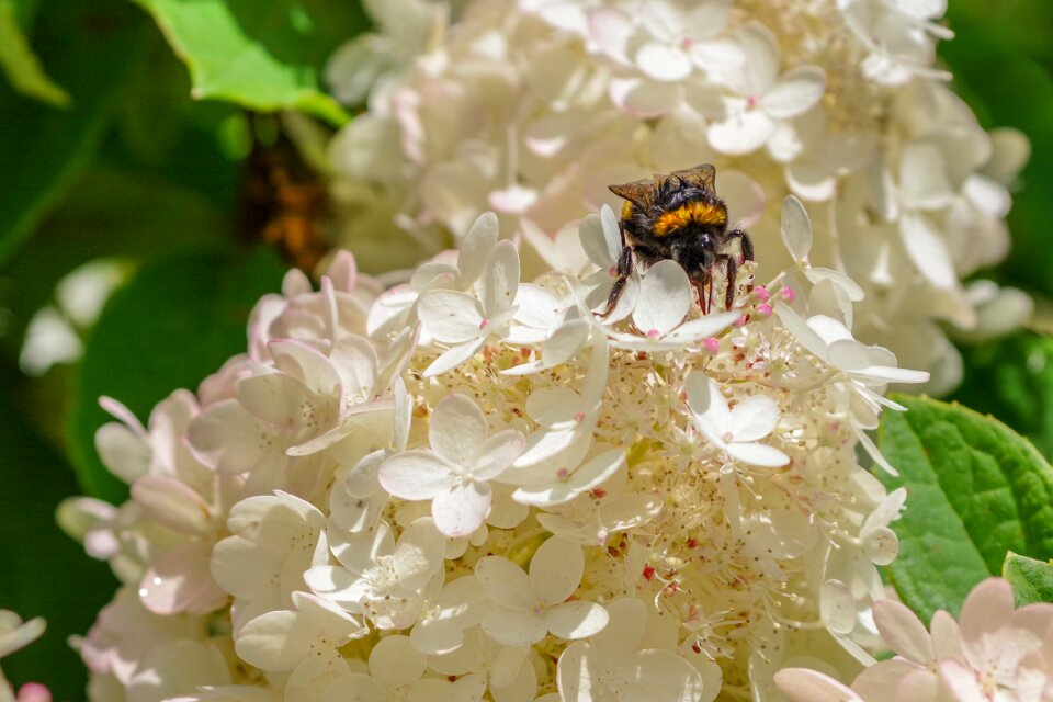 Flower insect pollination