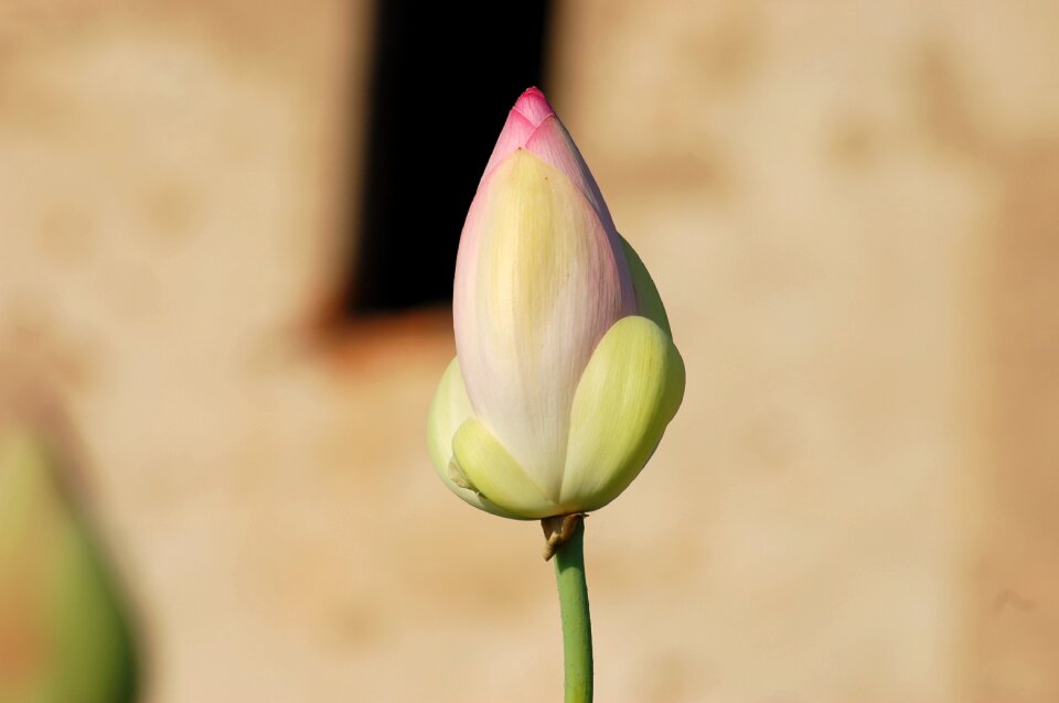 Summer fior bloom