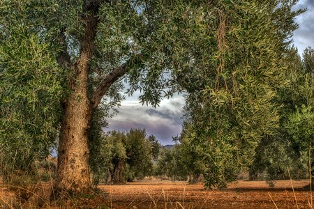 Nature tree green