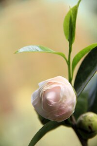 Camellia． pink． summer