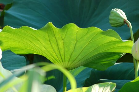 Summer fior bloom