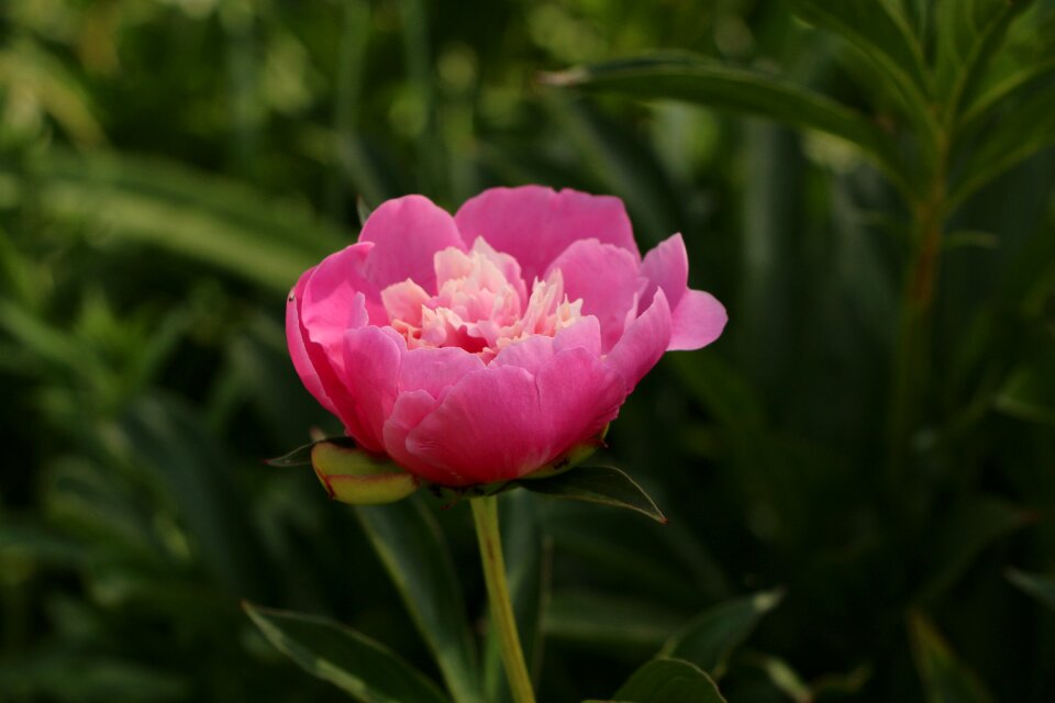 Plant beauty nature