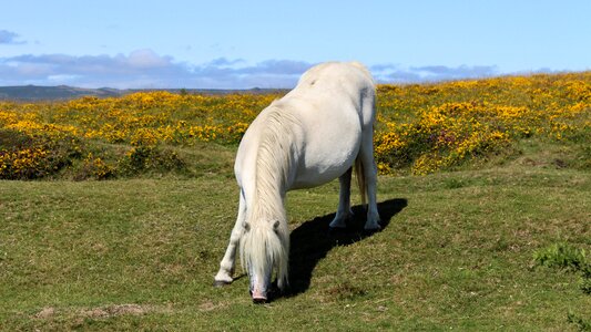Horse animal england