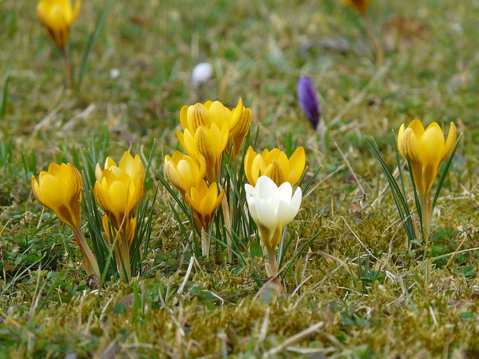 Crocus flower spring
